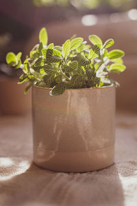 Close-up of potted plant on table