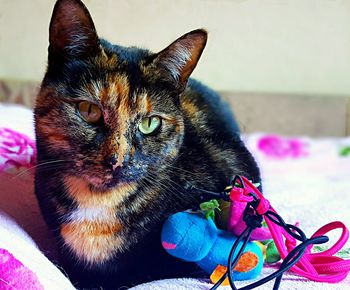 Close-up portrait of cat