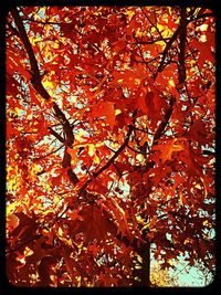 Low angle view of trees