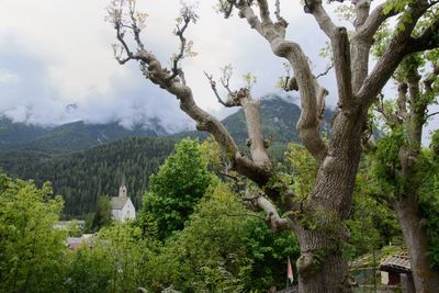 Trees on landscape against sky