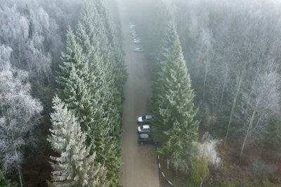 High angle view of pine trees during foggy weather