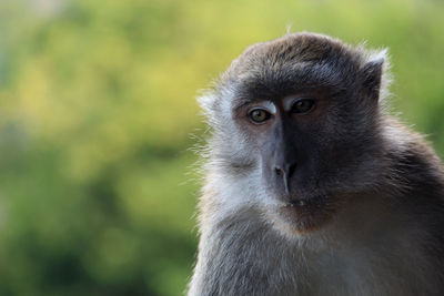 Portrait of monkey looking away