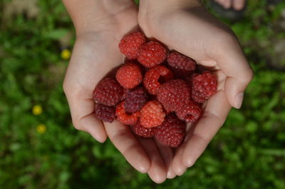 Cropped image of hand holding strawberries