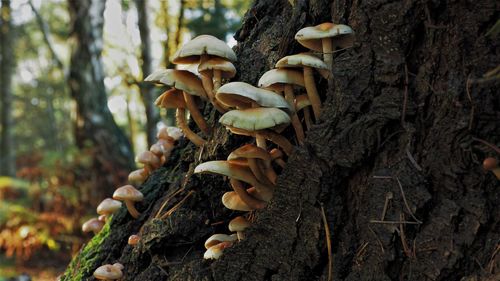 Close-up of mushrooms growing on tree trunk