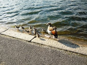 Birds in water