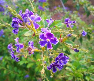 Close-up of purple flowers blooming outdoors