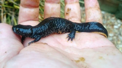 Close-up of hand holding lizard