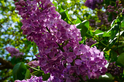 Close-up of pink flowering plant