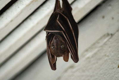 Close-up of a dog