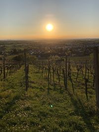 Scenic view of vineyard against sky during sunset