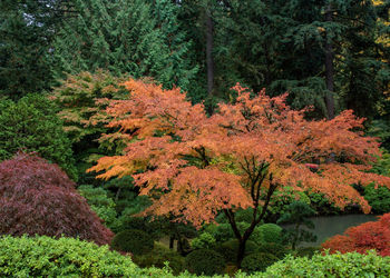 Autumn trees in forest