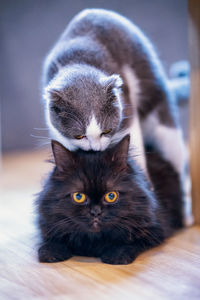 Close-up portrait of a cat