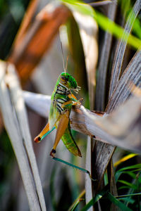 Close-up of insect on plant