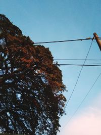 Low angle view of tree against clear sky