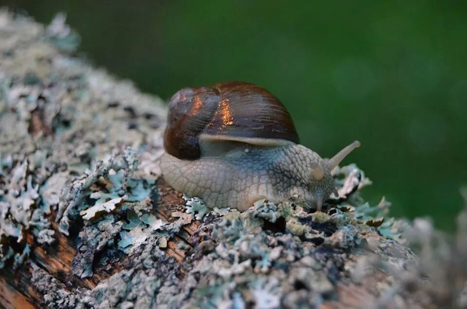 animal themes, animals in the wild, wildlife, one animal, focus on foreground, close-up, nature, bird, selective focus, full length, field, side view, outdoors, day, beauty in nature, rock - object, no people, snail, perching, squirrel