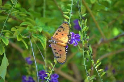 Close-up of butterfly pollinating on purple flower