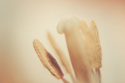 Close-up of flower against white background