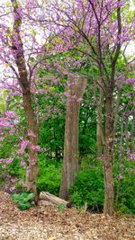 Trees in park against sky