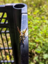 Close-up of insect on plant