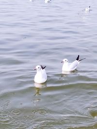 High angle view of seagulls swimming in lake