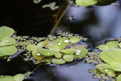 Close-up of lotus water lily in pond