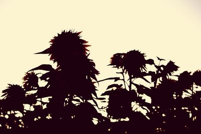 Low angle view of silhouette palm trees against clear sky