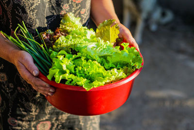 Womans hands holding a bowl full of fresh seasonal vegetable. farmer holding basket of vegetable diy 
