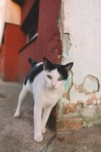Close-up portrait of cat sitting on brick wall