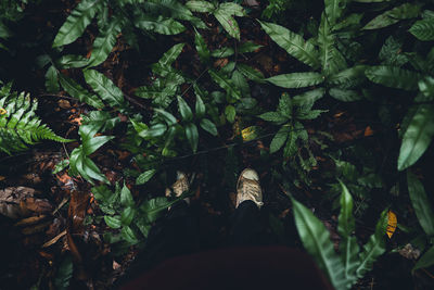 Low section of person standing on leaves