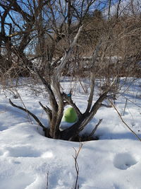 Bare tree in snow covered field