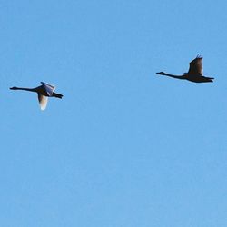 Low angle view of bird flying against blue sky