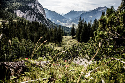 Scenic view of forest against sky