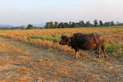 Horse standing in a field