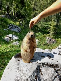 Cropped hand petting prairie dog on rock