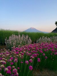 Lake kawaguchiko flower park and fuji