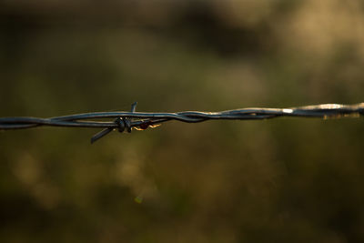 Close-up of wet barbed wire fence during sunset