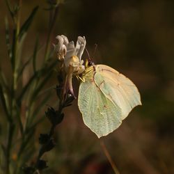 Close-up of butterfly on leaves