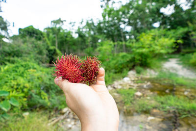 Midsection of person holding plant