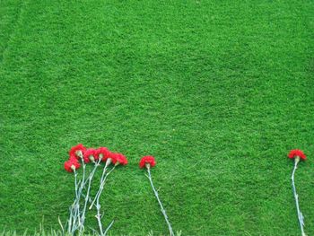 Red poppy flower on field