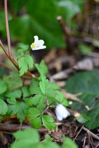 Close-up of white flowers