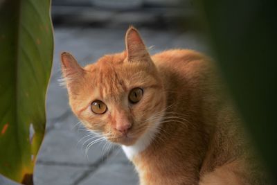 Close-up portrait of a cat