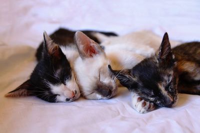 Close-up of cat sleeping on bed