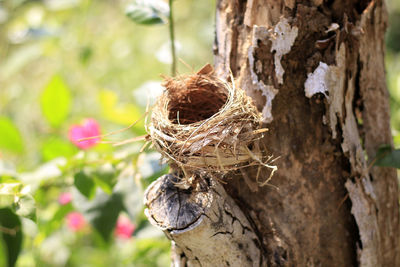 Close-up of dead plant on tree trunk