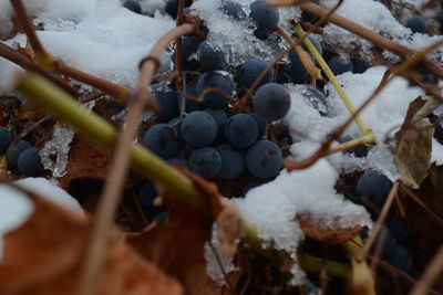 Close-up of fruits