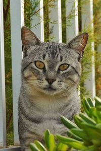 Close-up portrait of a cat