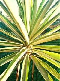 Close-up of palm leaf