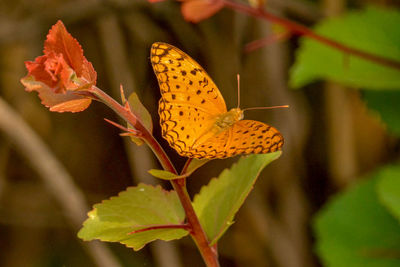 Close-up of butterfly pollinating on flower