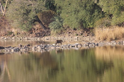 View of birds in lake