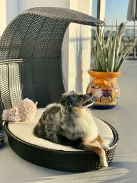 Cat sitting on chair