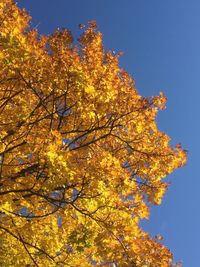 Low angle view of autumnal trees against clear sky